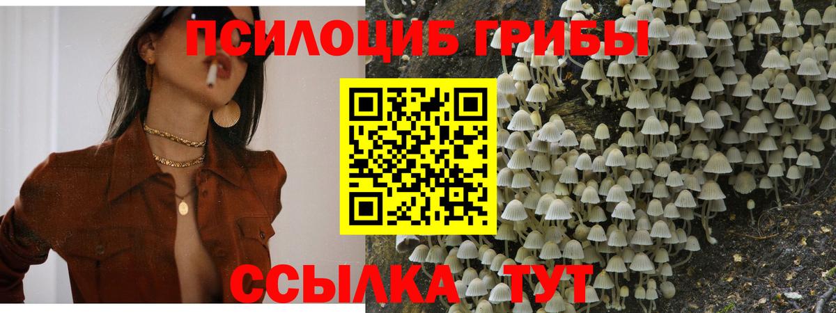 Псилоцибиновые грибы Psilocybe  Богородск  Галлюциногенные грибы мицелий 